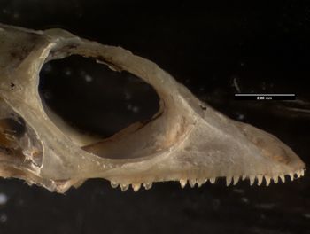 Media type: image;   Herpetology R-184660